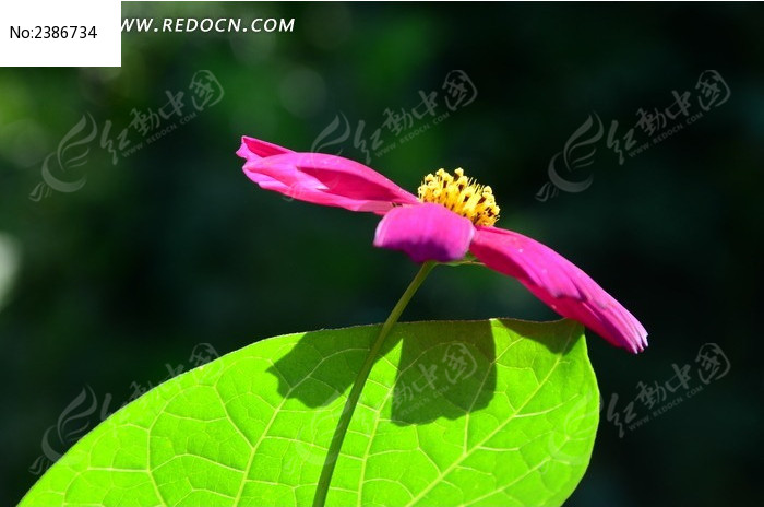 ��Ҷ�ϵĲ�˹��ͼƬ