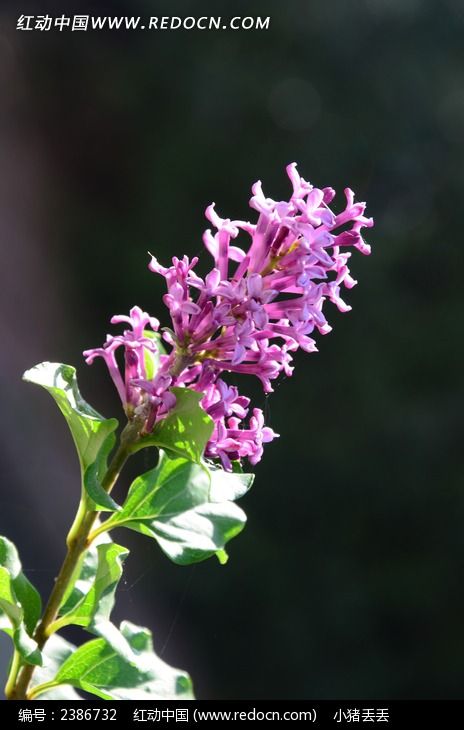 ���޵Ķ��㻨ͼƬ