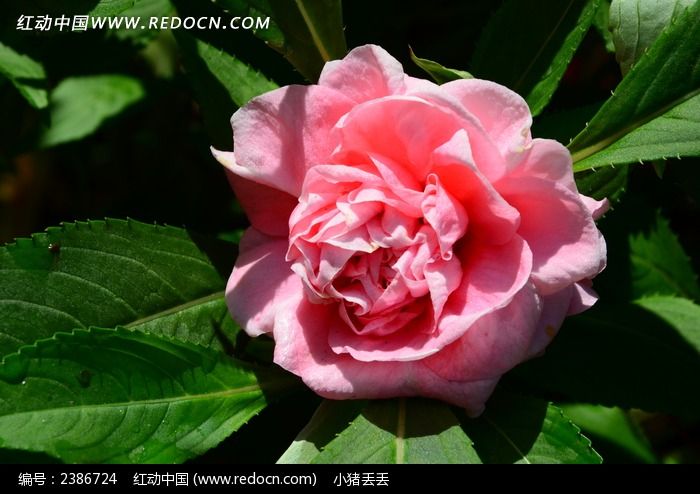 ��ɫ���̻�ͼƬ