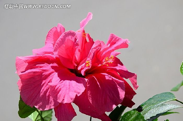 ��ɫ����