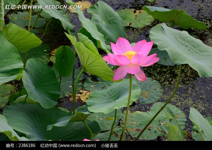 ����ɻ�������ͼƬ