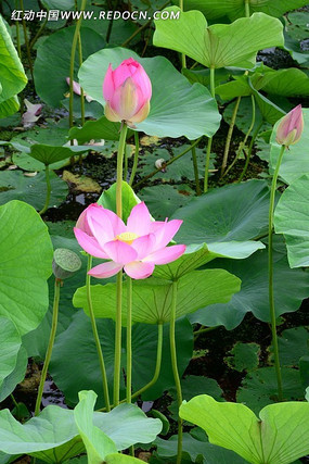 �ɻ��������ŷ�ɫ