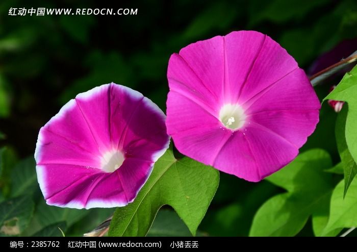 ������ɫ���Ȼ�ͼƬ