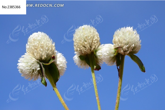 ��ɫ��������ͼƬ