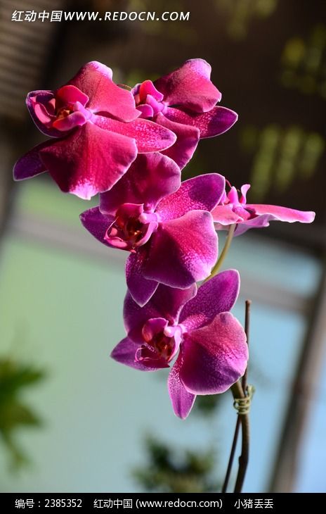 ���޵ķ�ɫ������ͼƬ