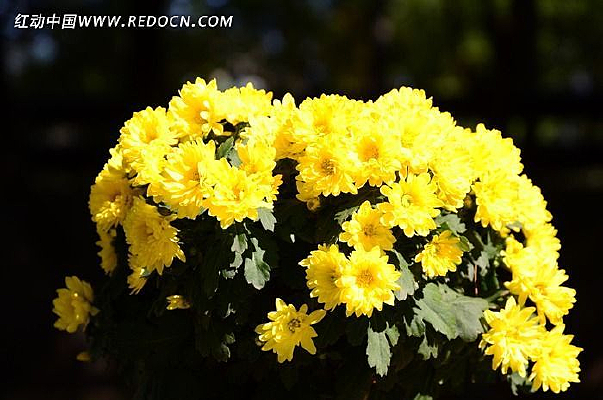 ���޻���