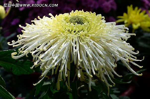 ��ɫ�廨��