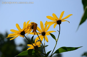 ���ޡ���ͼƬ