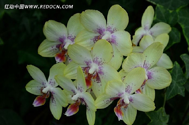 ʢ�����޶���