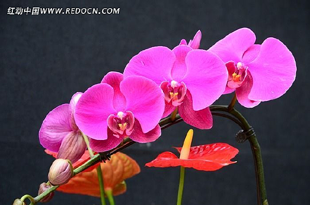 ��ɫ����