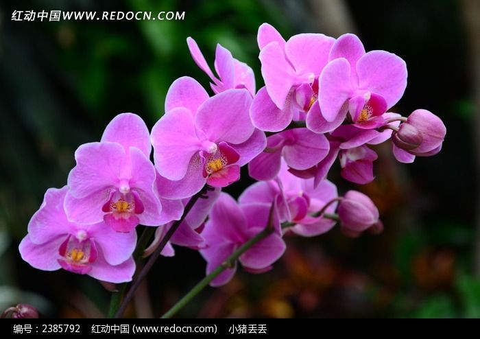 ʢ���ķ�ɫ������ͼƬ