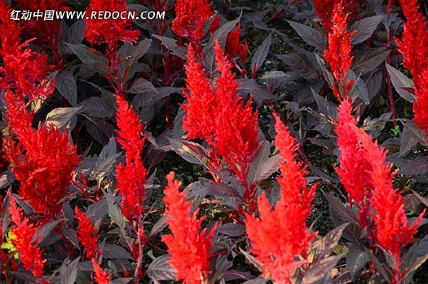 ���ڻ���