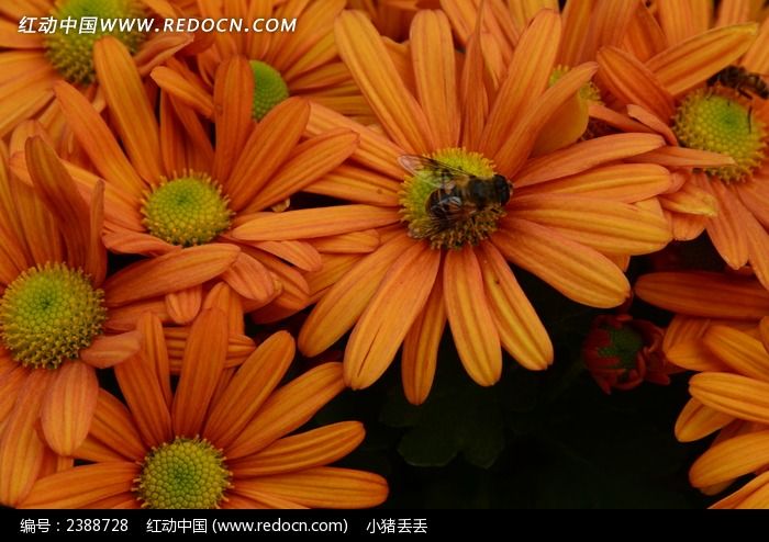 ���޾��ϵ�С�۷�ͼƬ