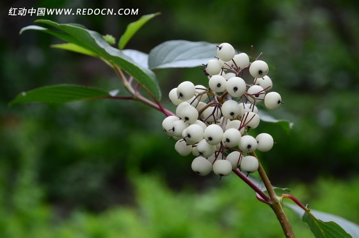 ��ɫԲ����ͼƬ