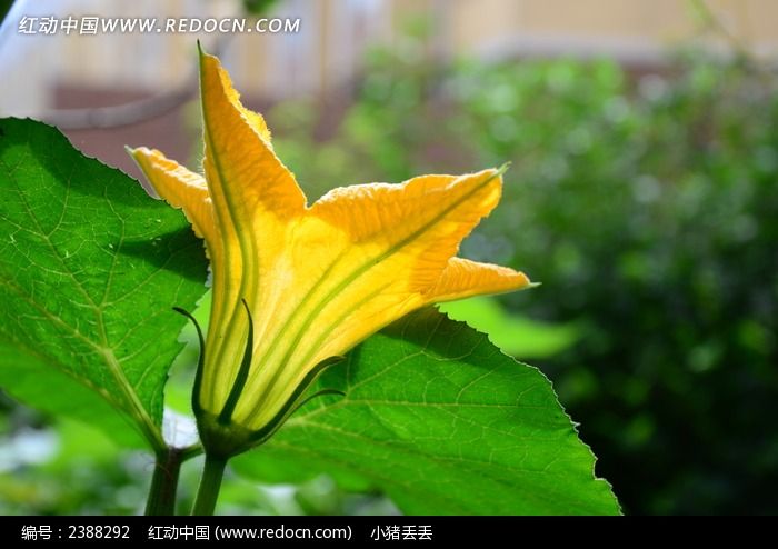 ��ɫ����ϻ�ͼƬ