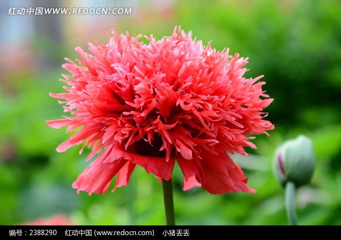 ���޵ĺ�ɫ���ͼƬ