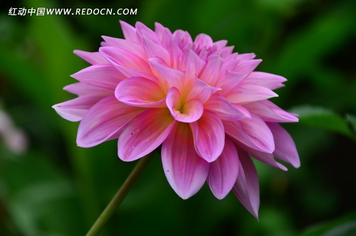 ��ɫ����������ͼƬ