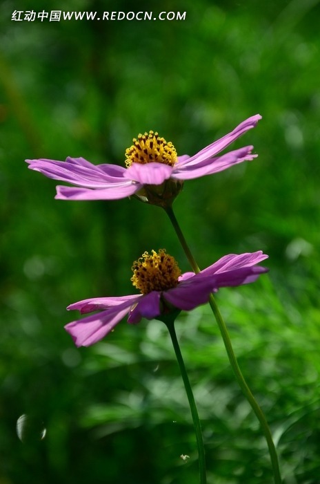 �����ɫ��˹��ͼƬ