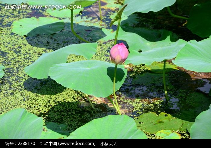 �������ŵĺɻ�ͼƬ