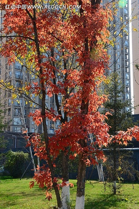 �����ƻ�