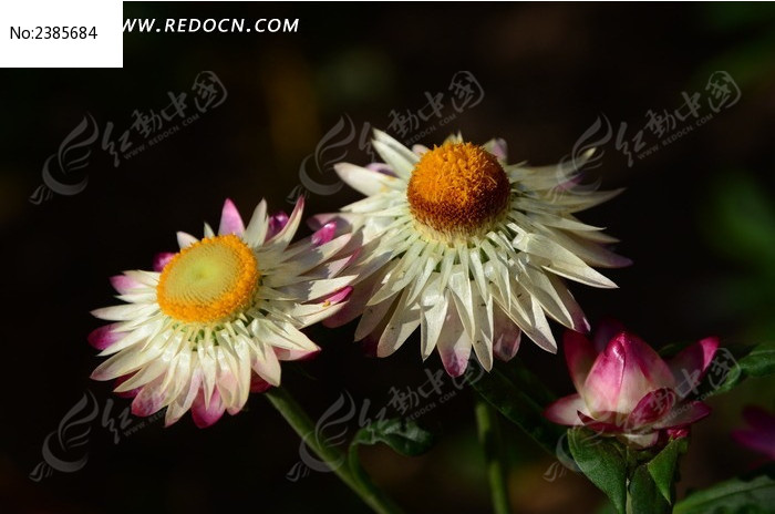 ���涷�޵İ�ɫ��Ѿ�ͼƬ