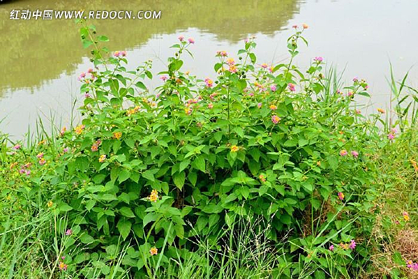 ����С��