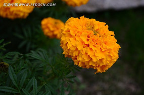 ��ɫ�����ľջ�