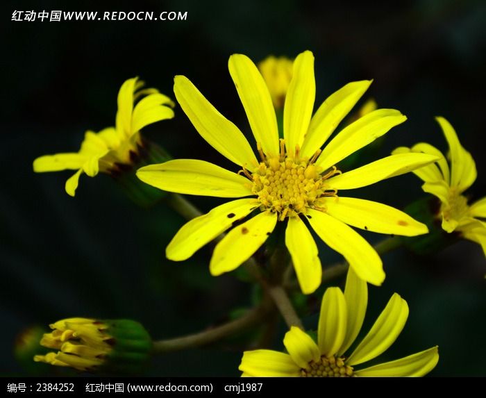 ��ɫ����ͼƬ