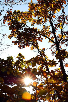 ��ľ����Ͷ��