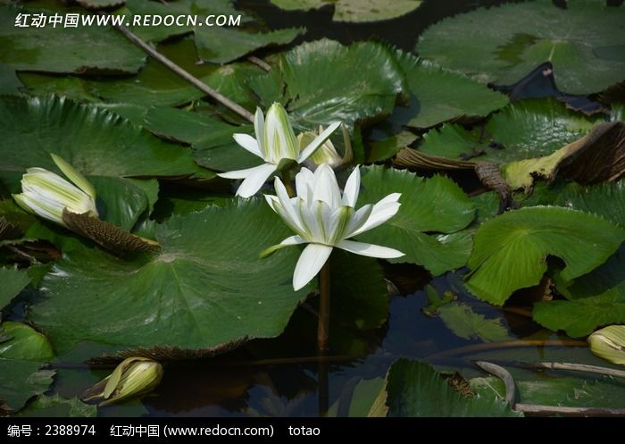 ��ɫˮ����дͼƬ