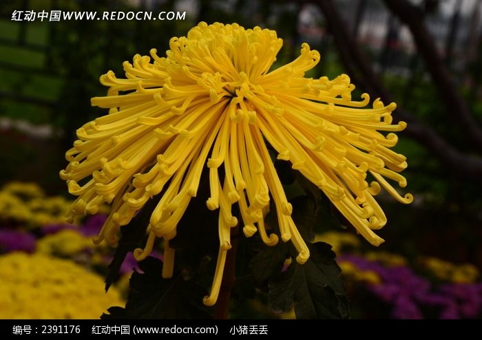 �ۻƵ��񻨾�ͼƬ