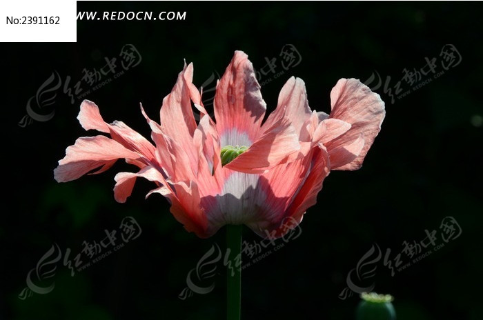 ���޵ķ�ɫ���̻�ͼƬ