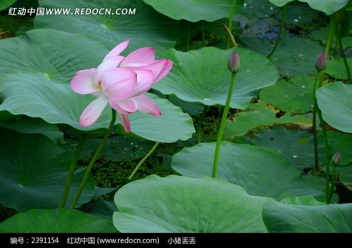 ��ɫ�ɻ���ҶͼƬ