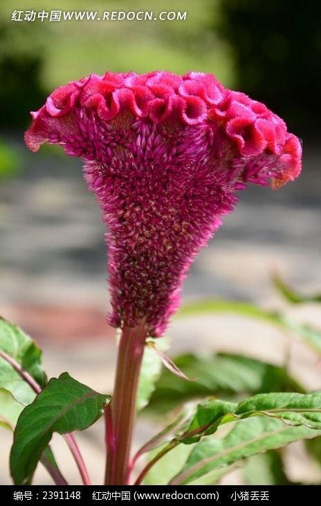 ���޵ĺ�ɫ���ڻ�ͼƬ