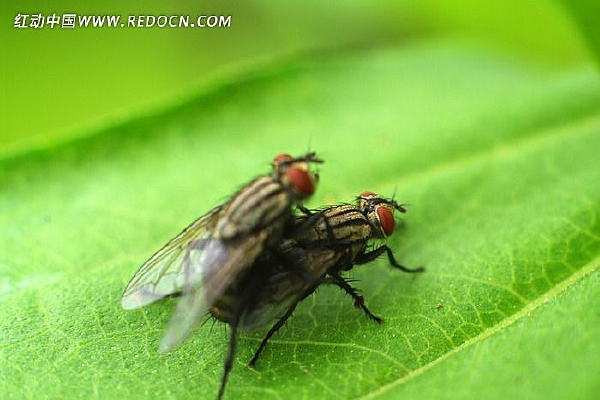 ��Ӭ����