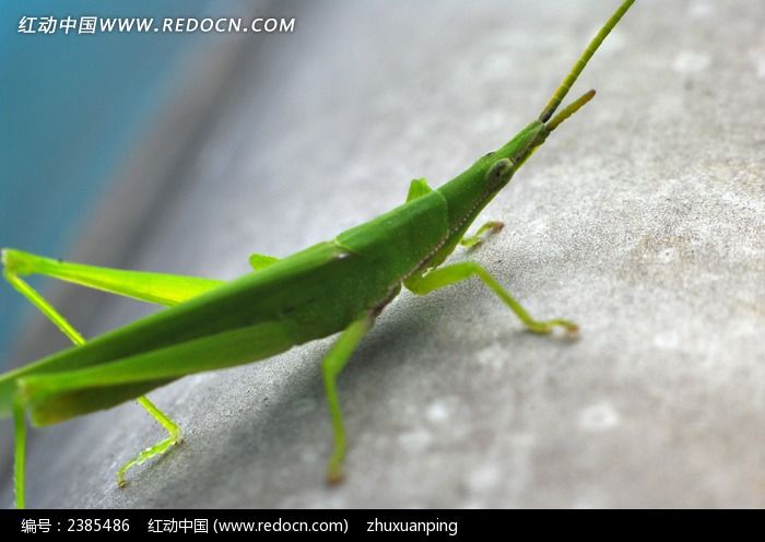 原创摄影图 动物植物 昆虫世界 微距扁担钩 素材描述:红动网提供昆虫