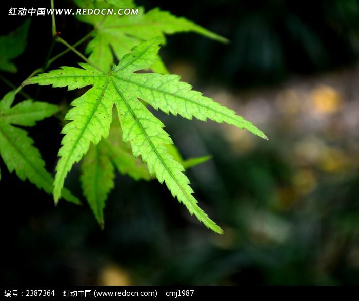 ���̷�ҶͼƬ