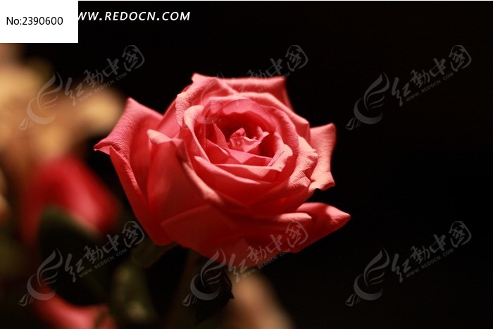 ��ɫõ�廨ͼƬ