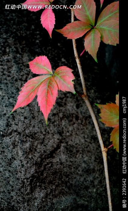 ��ʯǰ�ĺ�ҶͼƬ