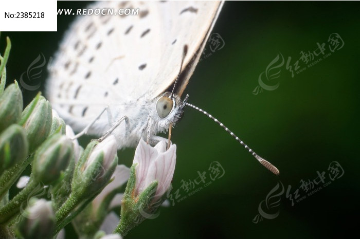 �����ϵİ׺���ͼƬ