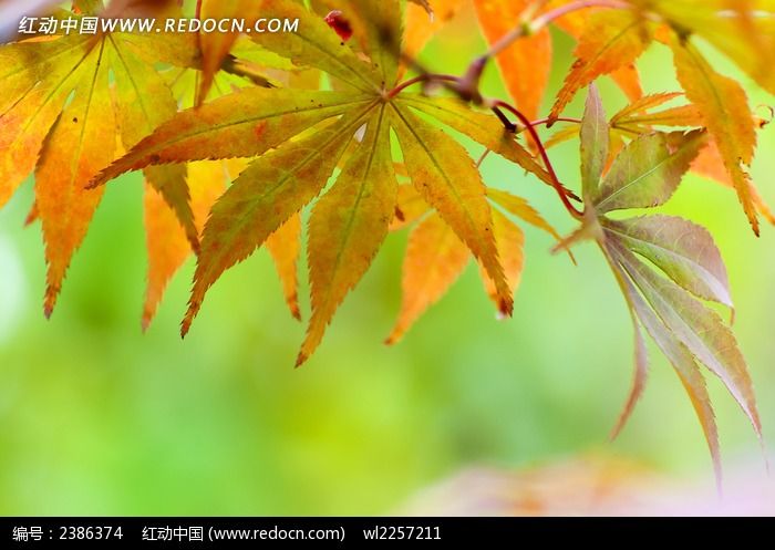 ���Ƶķ�ҶͼƬ