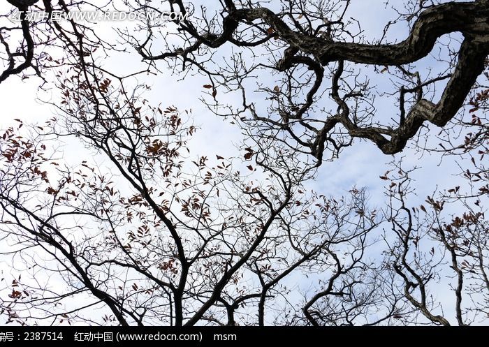 ��ɽ�������֦ͼƬ