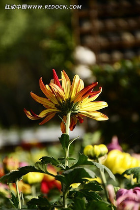 �����µľջ�