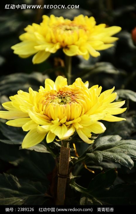 ��ɫ�ջ�ͼƬ