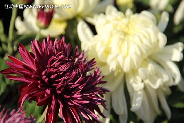 ��ɫ����