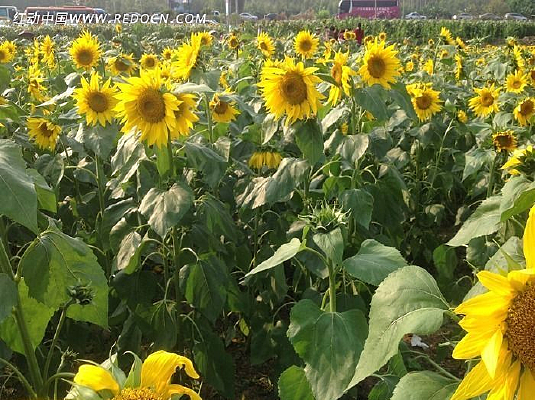 ���ſ�����