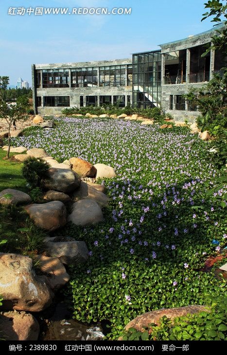 长满水葫芦的水池