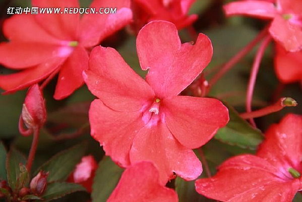 ��ƬҶ�ӵĻ�