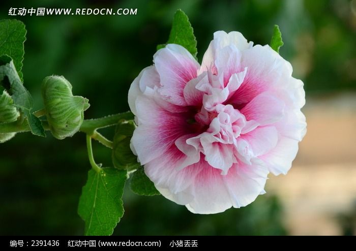 ��ȶ��˵�ľ��ͼƬ