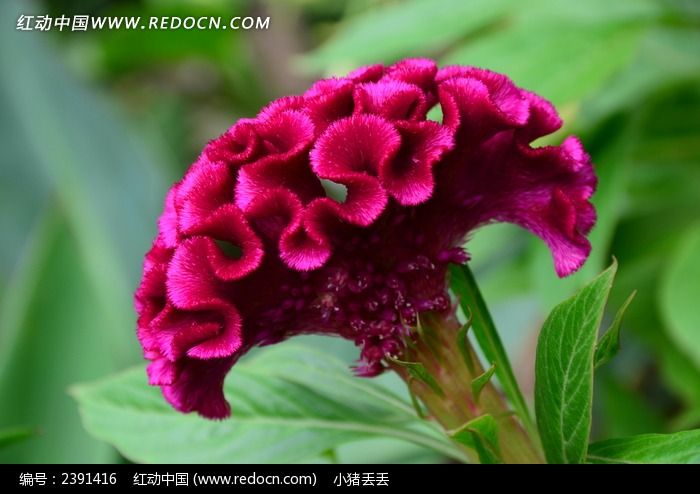 �����ĺ�ɫ���ڻ�ͼƬ